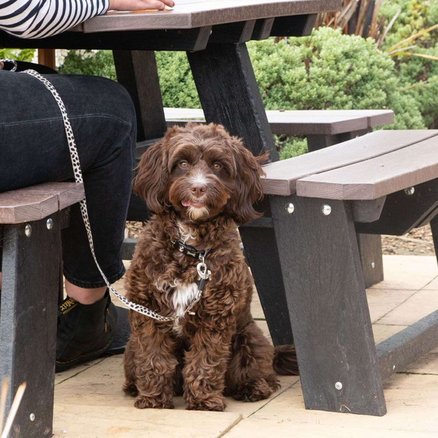 Your local dog friendly pub in Northampton